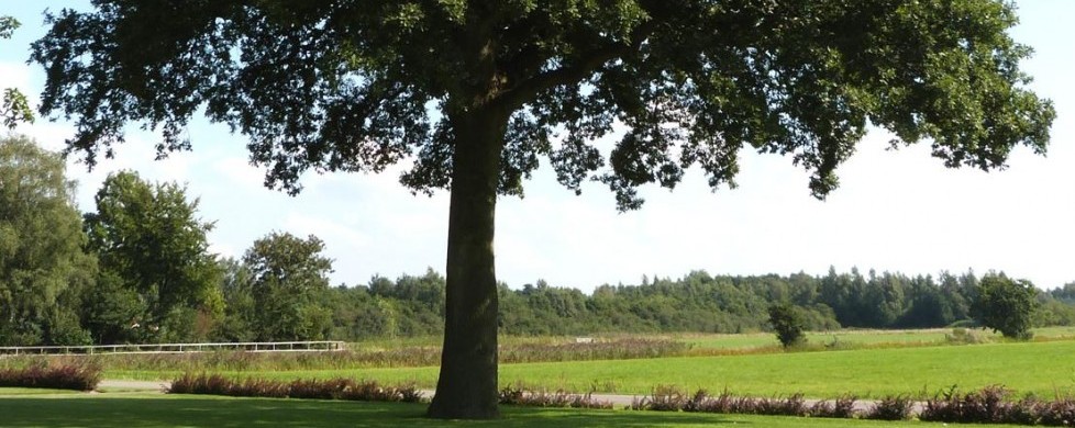 Herten spotten onder de boom