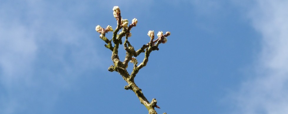 Fruit uit de tuin